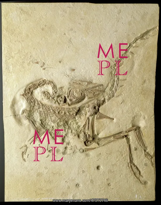 : Compsognathus : Compsognathus