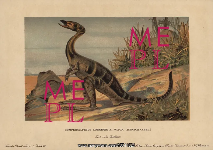 : Compsognathus longipes, extinct small, bipedal : Compsognathus longipes, extinct small, bipedal