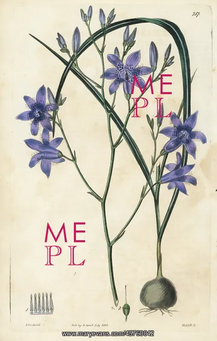 : Conanthera campanulata : Conanthera campanulata