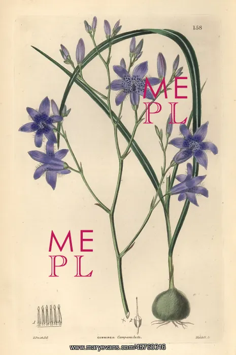 : Conanthera campanulata : Conanthera campanulata