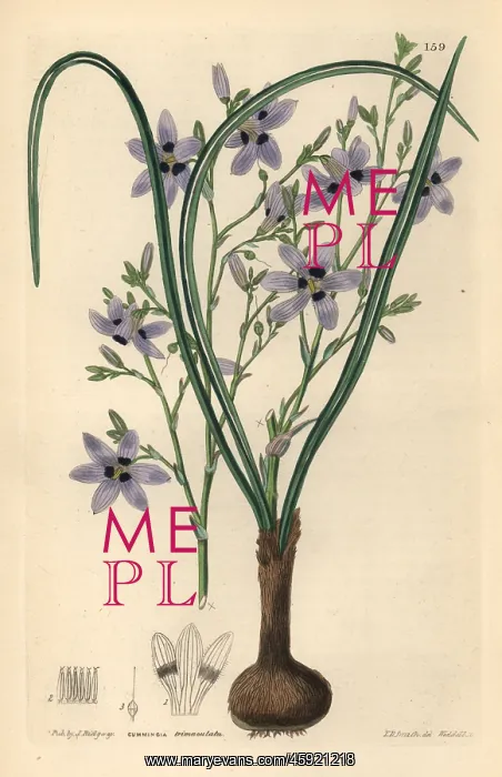 : Conanthera trimaculata : Conanthera trimaculata