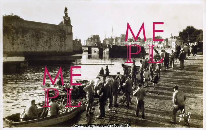: Concarneau Harbour, France - unloading tuna : Concarneau Harbour, France - unloading tuna