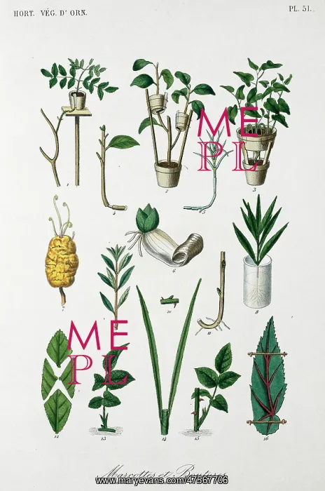 : Concepts of horticulture : Concepts of horticulture