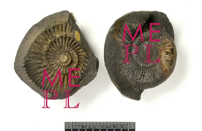 : Concretions with ammonites (saligrams) : Concretions with ammonites (saligrams)