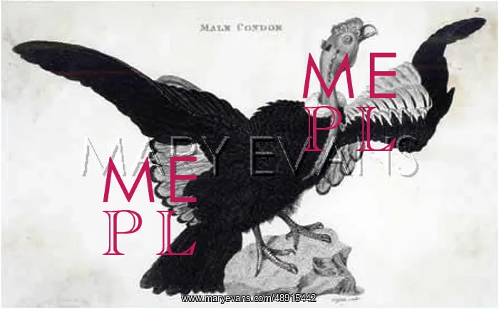  : CONDOR (GRIFFITH)