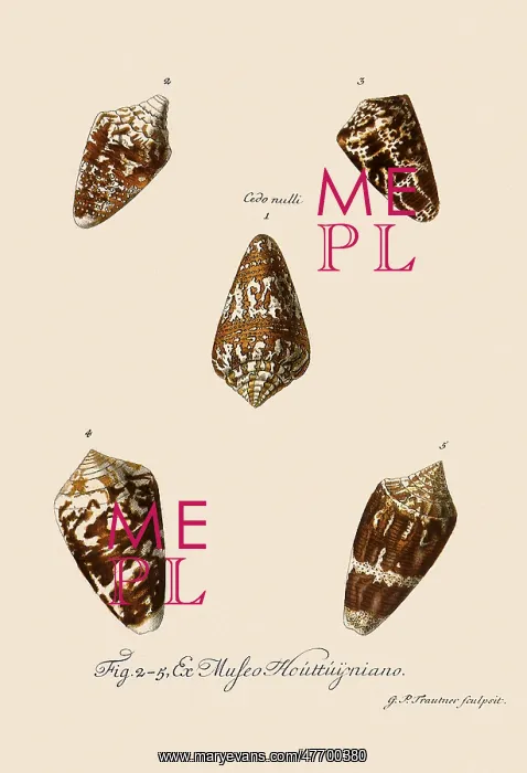  : Five Cone Shells