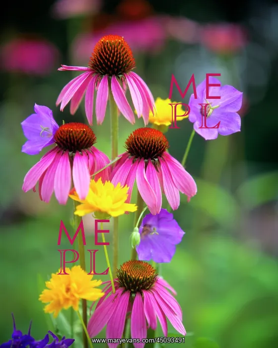 : Coneflowers Echinacea Purpurea Eastern Purple : Coneflowers Echinacea Purpurea Eastern Purple