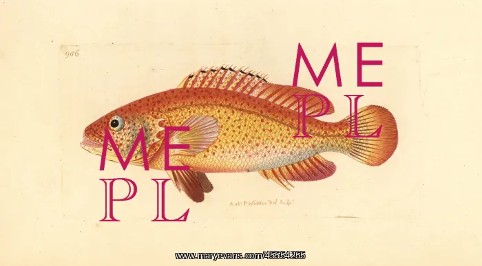 : Coney fish, Cephalopholis fulva : Coney fish, Cephalopholis fulva