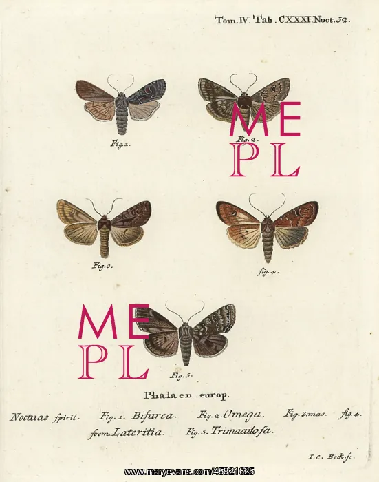 : Conformist, double dart, scarce brindle and silver arches : Conformist, double dart, scarce brindle and silver arches