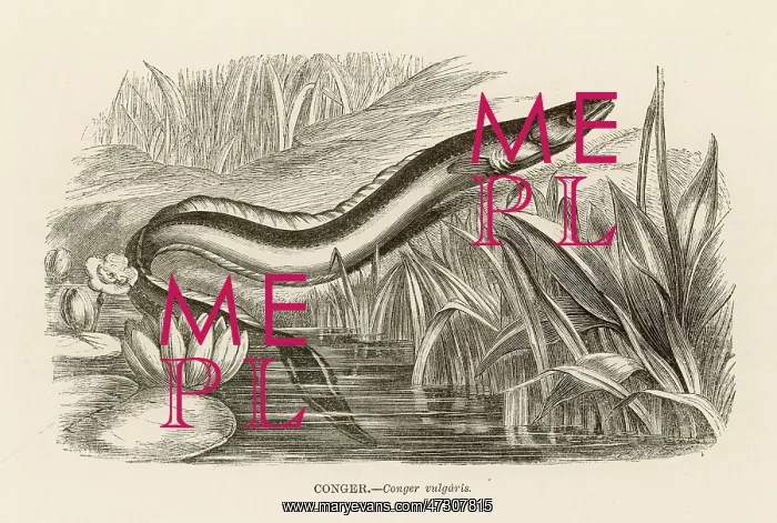  : CONGER EEL