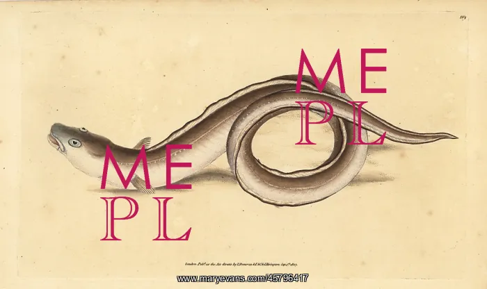 : Conger eel, Conger conger : Conger eel, Conger conger