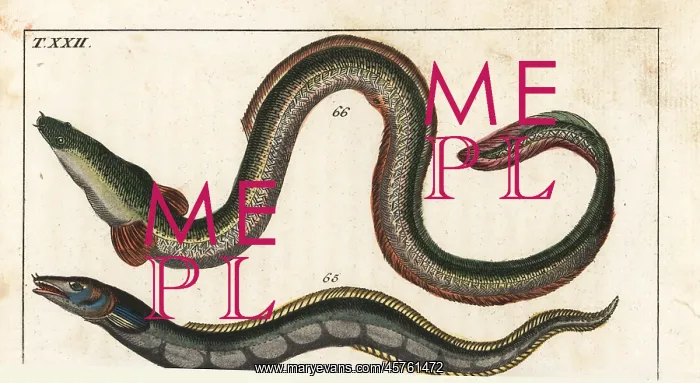 : Conger eel and European eel : Conger eel and European eel
