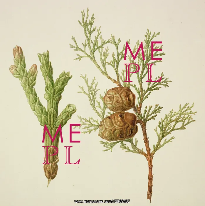 : Conifer watercolour by Franz Bauer : Conifer watercolour by Franz Bauer