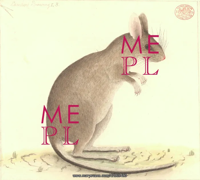 : Conilurus albipes, white-footed tree-rat : Conilurus albipes, white-footed tree-rat
