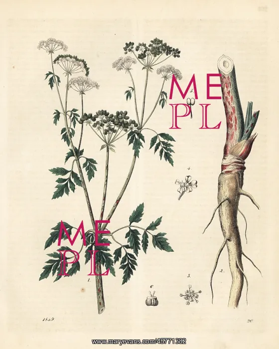  : Conium maculatum