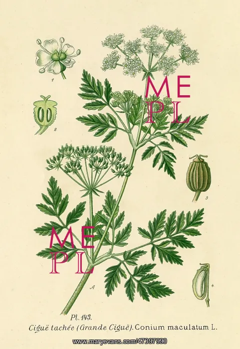  : CONIUM MACULATUM