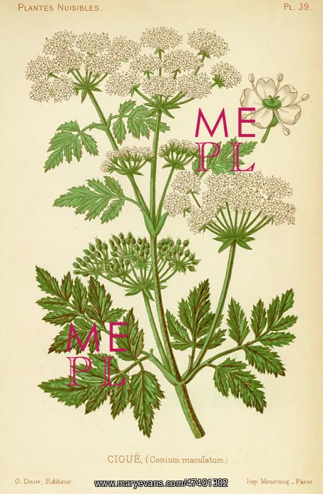  : CONIUM MACULATUM