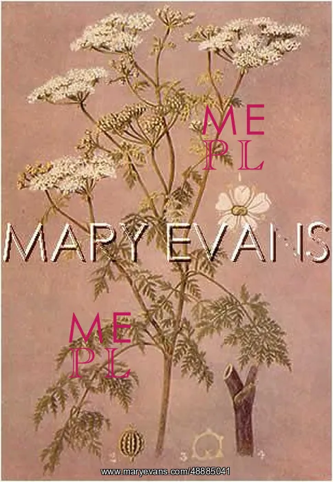  : CONIUM MACULATUM