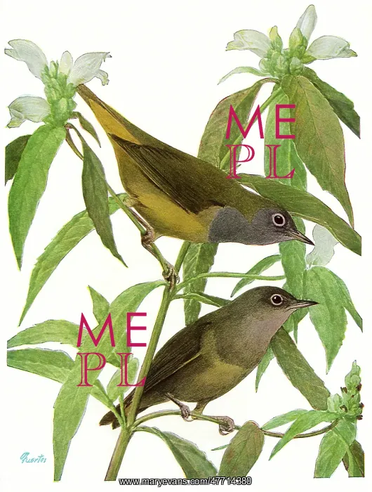  : Connecticut Warblers