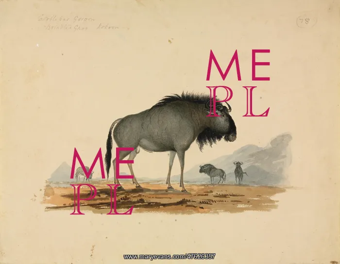 : Connochaetes taurinus, Blue wildebeest : Connochaetes taurinus, Blue wildebeest