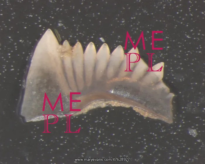  : Conodont, Hindeodus cristulus