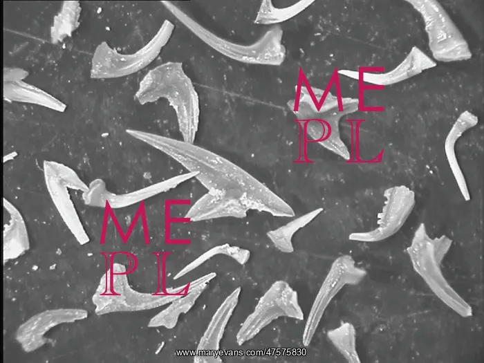 : Conodonts, tooth like fossils : Conodonts, tooth like fossils