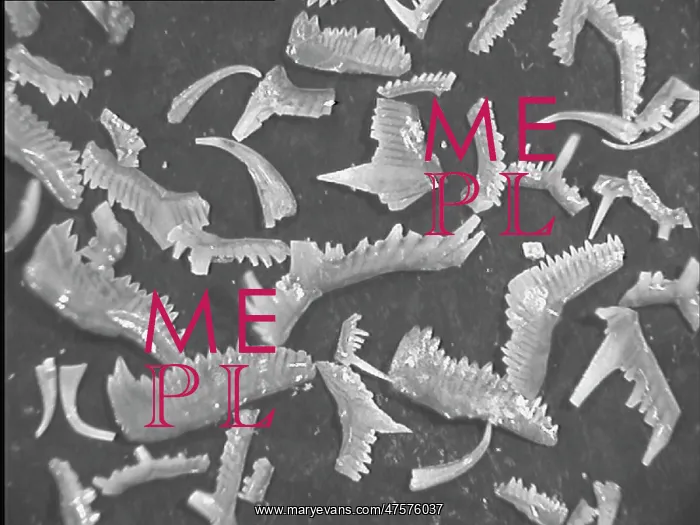 : Conodonts, tooth like fossils : Conodonts, tooth like fossils