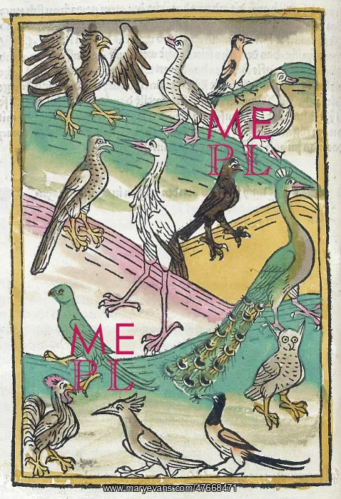 : Conrad of Megenberg, Birds, 15th Century : Conrad of Megenberg, Birds, 15th Century
