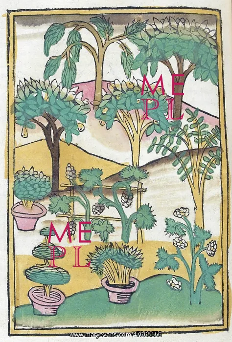 : Conrad of Megenberg, Flora, 15th Century : Conrad of Megenberg, Flora, 15th Century