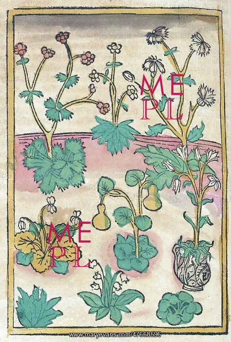 : Conrad of Megenberg, Flora, 15th Century : Conrad of Megenberg, Flora, 15th Century