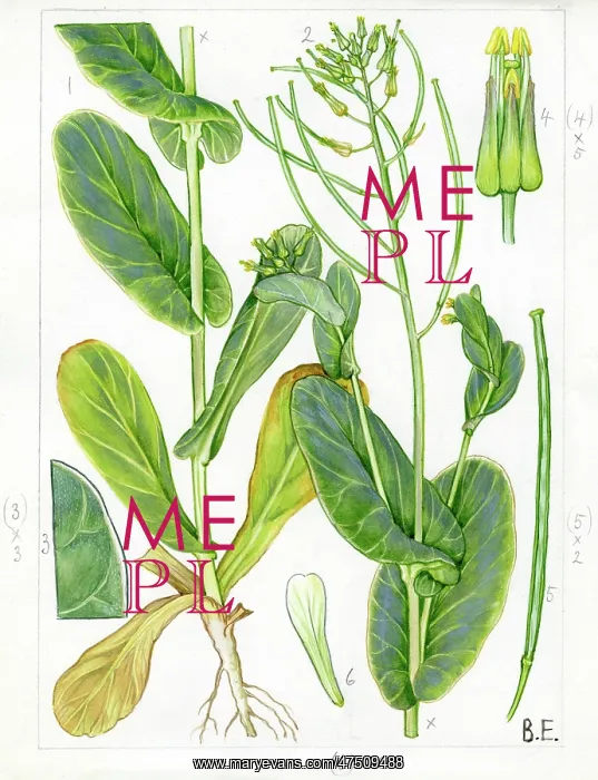 : Conringia orientalis - hare's ear mustard : Conringia orientalis - hare's ear mustard