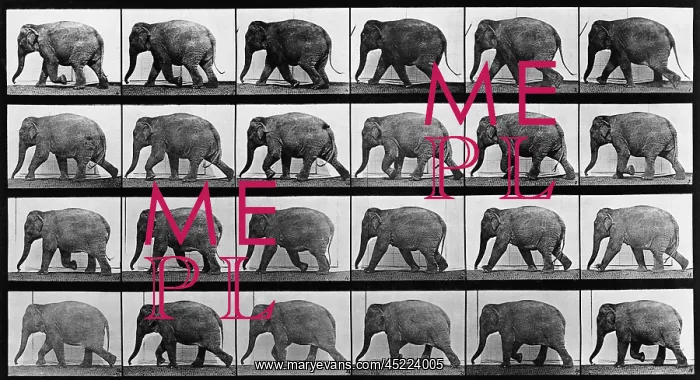 : Consecutive images of an elephant walking. ? : Consecutive images of an elephant walking. ?