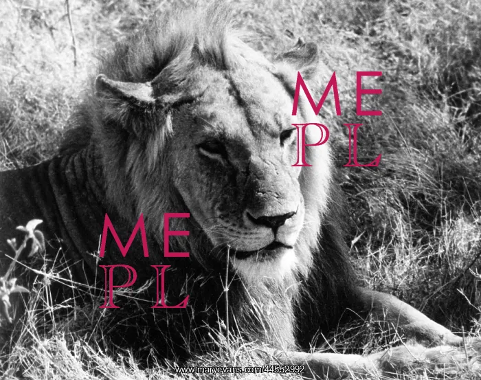  : CONTENT LION
