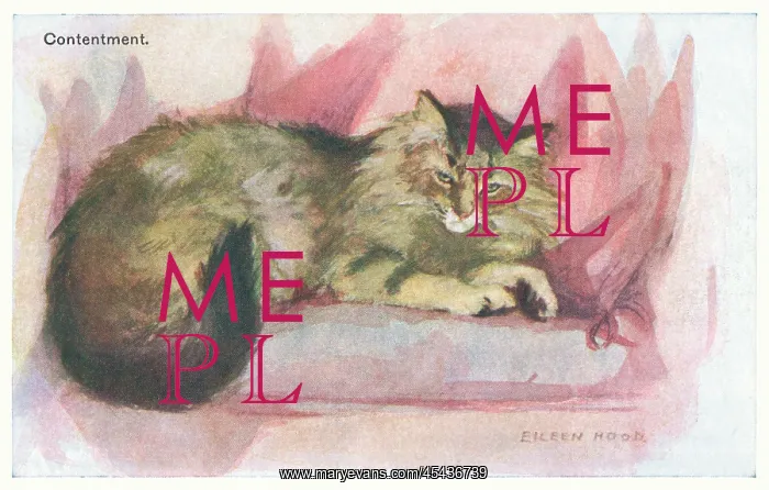 : Contented Cat : Contented Cat