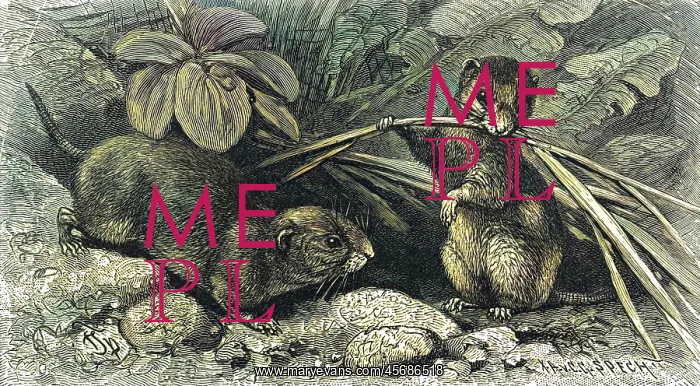  : Continental field voles