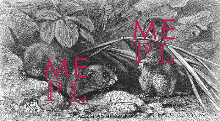  : Continental field voles