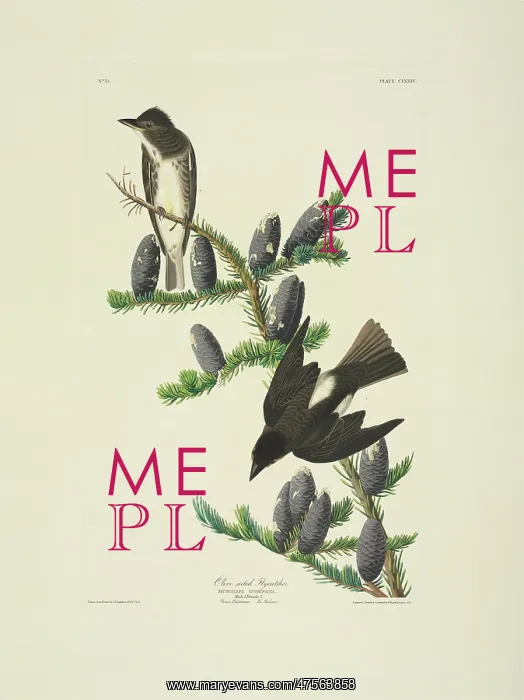 : Contopus cooperi, olive-sided flycatcher : Contopus cooperi, olive-sided flycatcher