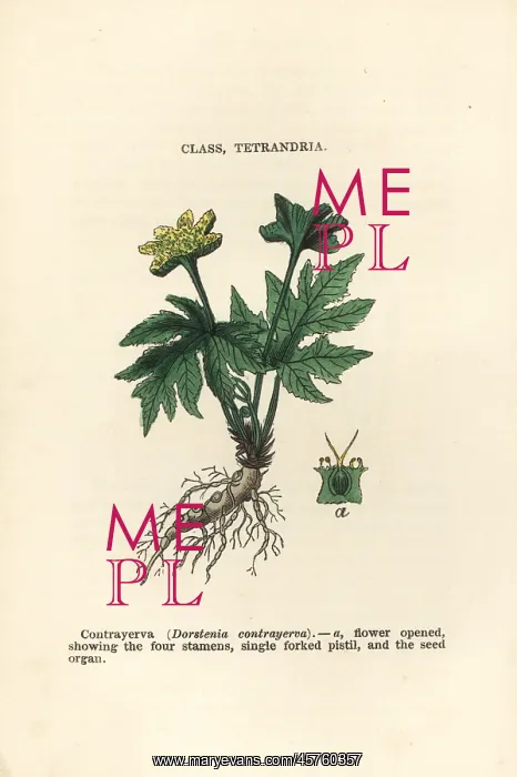 : Contrajerva, Dorstenia contrajerva : Contrajerva, Dorstenia contrajerva