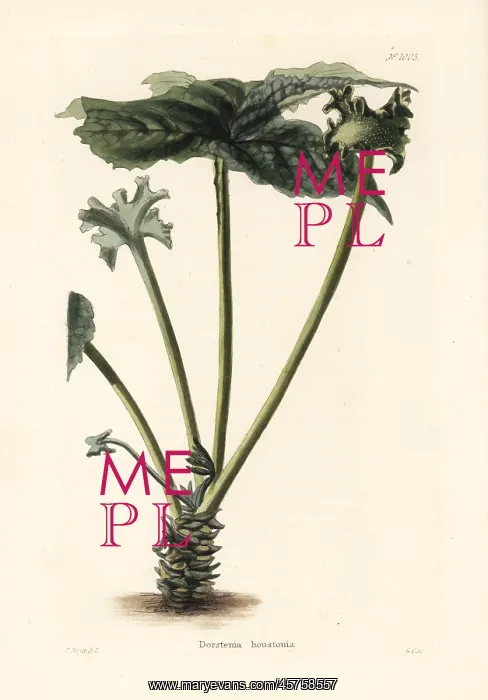  : Contrayerva, Dorstenia contrajerva