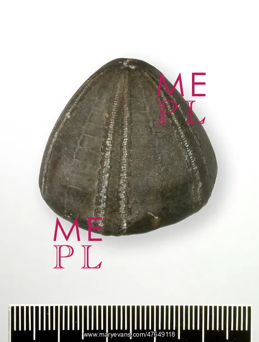 : Conulus albogalerus, Shepherd's Crown echinoid : Conulus albogalerus, Shepherd's Crown echinoid