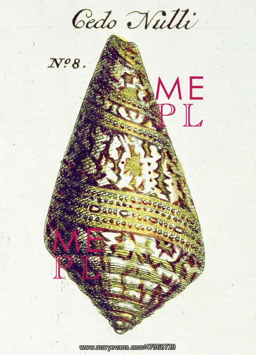 : Conus cedonulli, matchless cone : Conus cedonulli, matchless cone