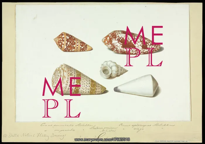 : Conus and Epitonium shells : Conus and Epitonium shells