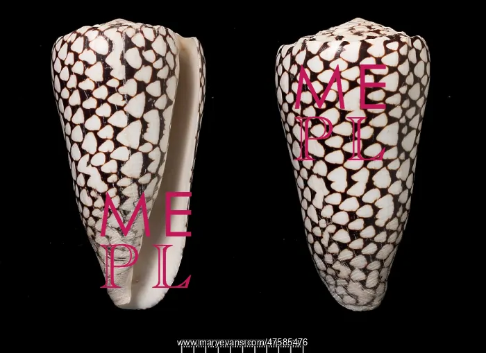 : Conus marmoreus, cone shell : Conus marmoreus, cone shell