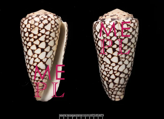 : Conus marmoreus, cone shell : Conus marmoreus, cone shell
