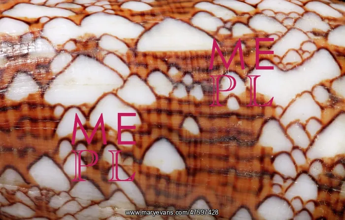 : Conus textile, textile cone : Conus textile, textile cone