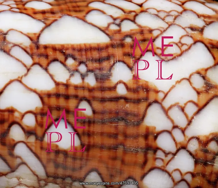  : Conus textile, textile cone