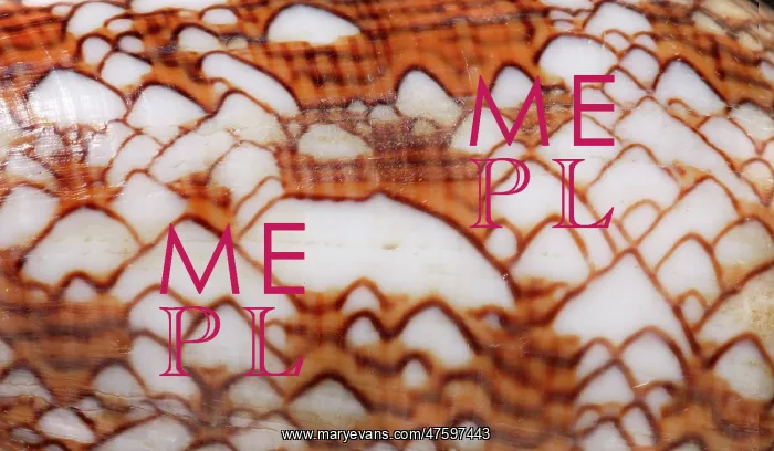 : Conus textile, textile cone : Conus textile, textile cone