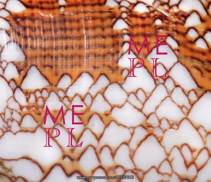 : Conus textile, textile cone : Conus textile, textile cone