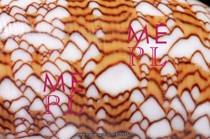 : Conus textile, textile cone : Conus textile, textile cone