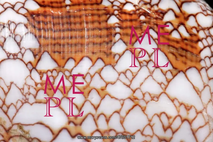 : Conus textile, textile cone : Conus textile, textile cone